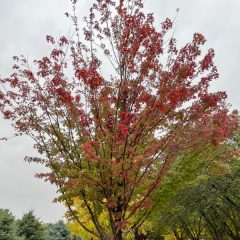 Autumn Blaze Maple tree in fall