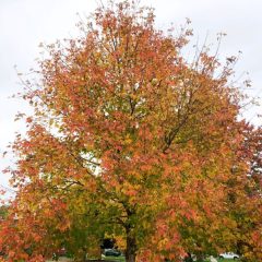 Sensation Maple tree in fall