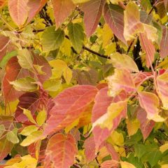 close up of Sensation Maple leaves