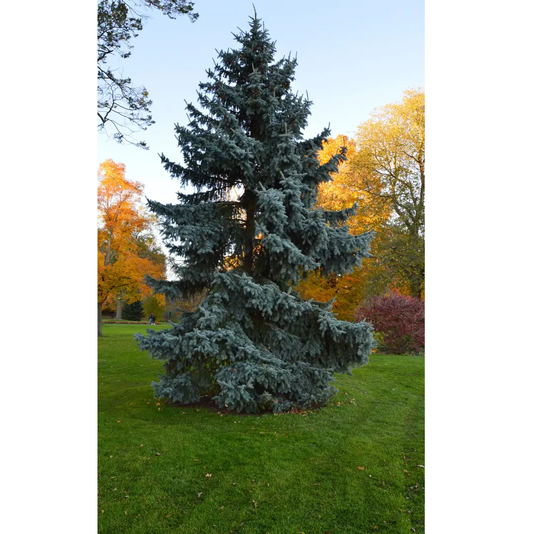 Colorado Blue Spruce